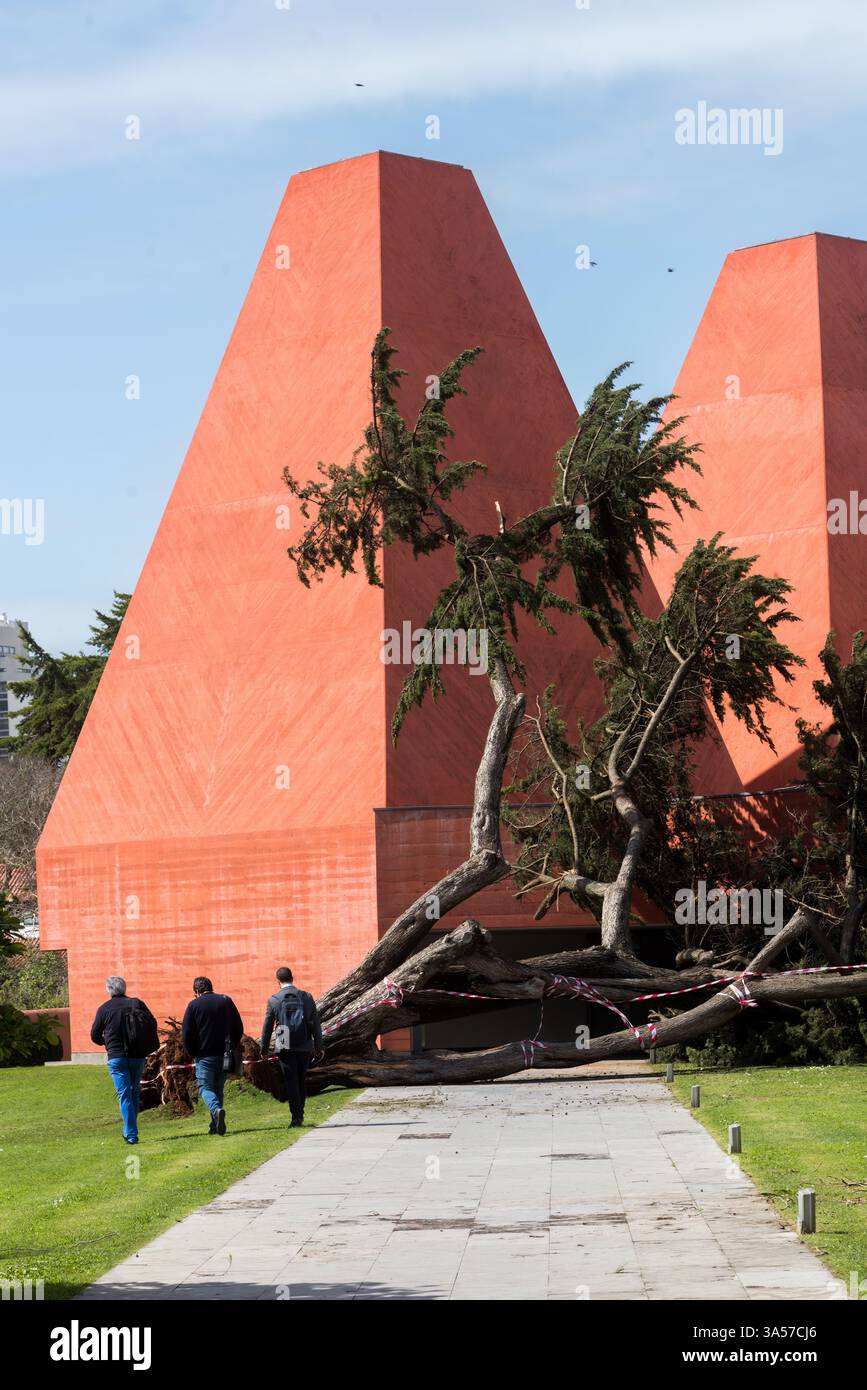 Umgefallene Bäume vor dem Casa Paulo Rego Museum in Cascais, Portugal Stockfoto