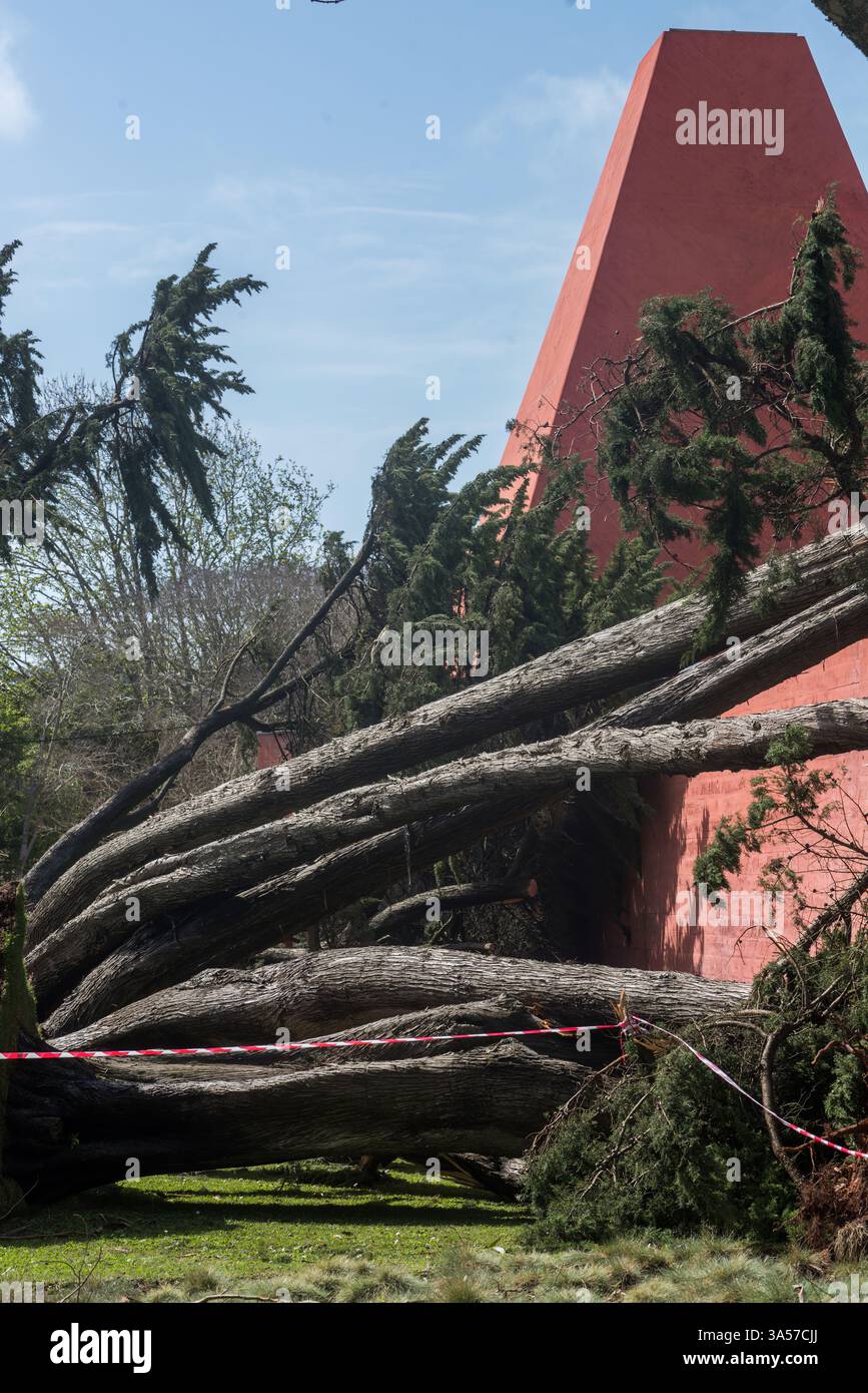 Umgefallene Bäume vor dem Casa Paulo Rego Museum in Cascais, Portugal Stockfoto