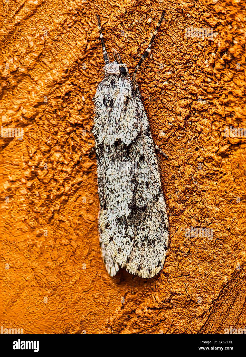 März Tubische Motte (Diurnea fagella) - Smartphone-aufgenommenes Stockfoto