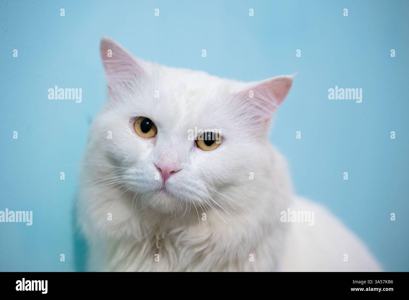 Eine flauschige weiße Katze mit gelben Augen und blauem Hintergrund. Stockfoto