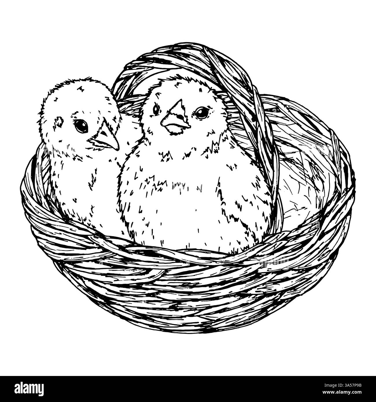 Eine handgezeichnete Tusche Illustration von zwei flauschigen Küken, die in einem rustikalen Webkorb sitzen. Ein perfektes Osterdesign für Grußkarten und Drucke Stock Vektor