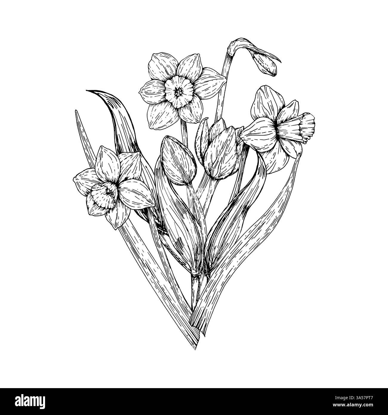 Eine detaillierte Illustration eines Blumenstraußes mit Narzissen und Tulpen. Frühlingsblumen ideal für Grußkarten, Verpackungen, Wandbilder, Botanik Stock Vektor