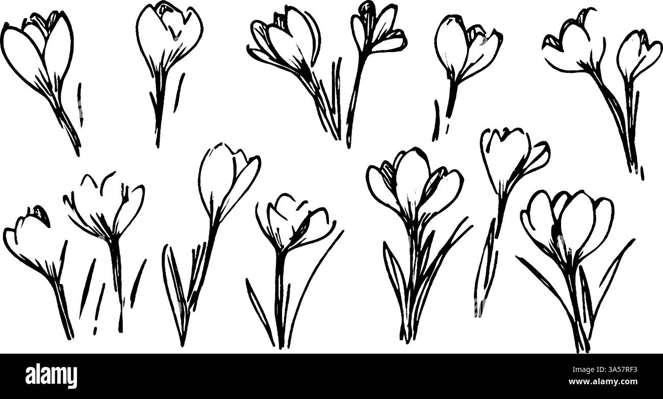 Eine Sammlung handgezeichneter Krokusblüten in verschiedenen Blütestadien. Die Illustrationen zeigen zarte Blütenblätter und schlanke Stiele, die den zeigen Stock Vektor