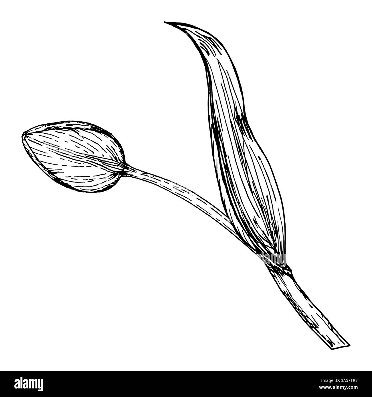 Eine zarte Tuschzeichnung einer Tulpenknospe mit einem einzigen gekrümmten Blatt. Eine Frühlingsgartenblume, botanisches Element, perfekt für Grußkarten und Verpackungen Stock Vektor