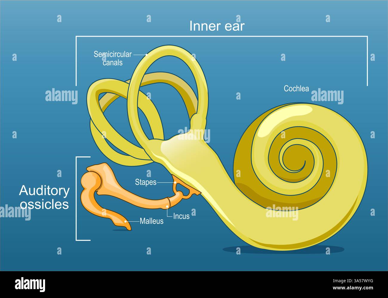 Ohranatomie. Innenohr und Gehörknöchelchen. Cochlea. Tonübertragung. Vektorabbildung Stock Vektor