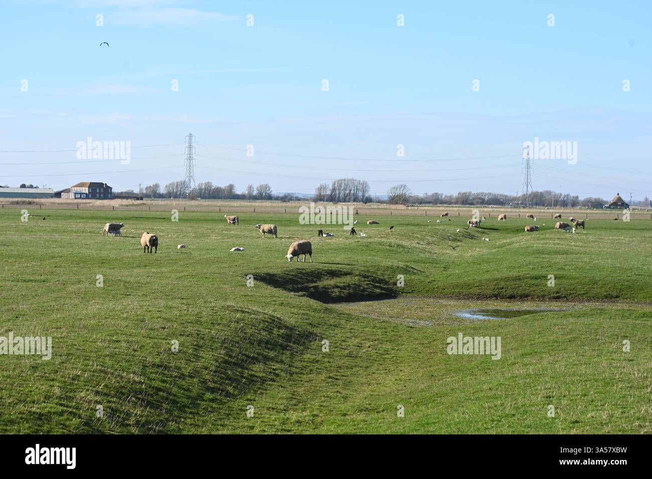 Wunderschöne englische Bauernlandschaft mit Schafen Stockfoto