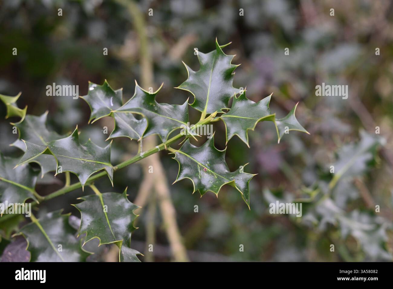 Ein grüner Busch mit vielen kleinen, spitzen Blättern. Die Blätter sind so angeordnet, dass sie ein Gefühl von Tiefe und Textur erzeugen, wobei einige Blätter ansprechend sind Stockfoto