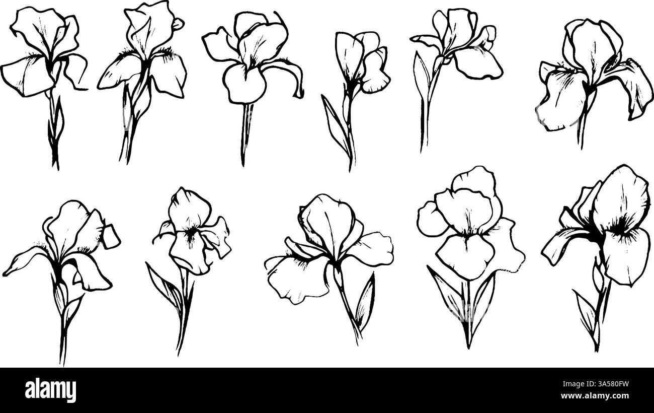 Eine Sammlung handgezeichneter Irisblumen in verschiedenen Stellungen und Winkeln, die ihre zarten Blüten und schlanken Stiele zeigen. Die Abbildungen finden Sie in Stock Vektor