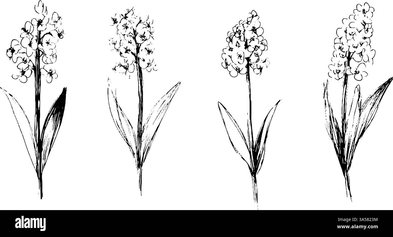 Eine Reihe von vier handgezeichneten Skizzen von Blumen, jede mit unterschiedlichen Formen und Größen. Die Blüten sind mit langen Stielen und breiten Blättern dargestellt Stock Vektor