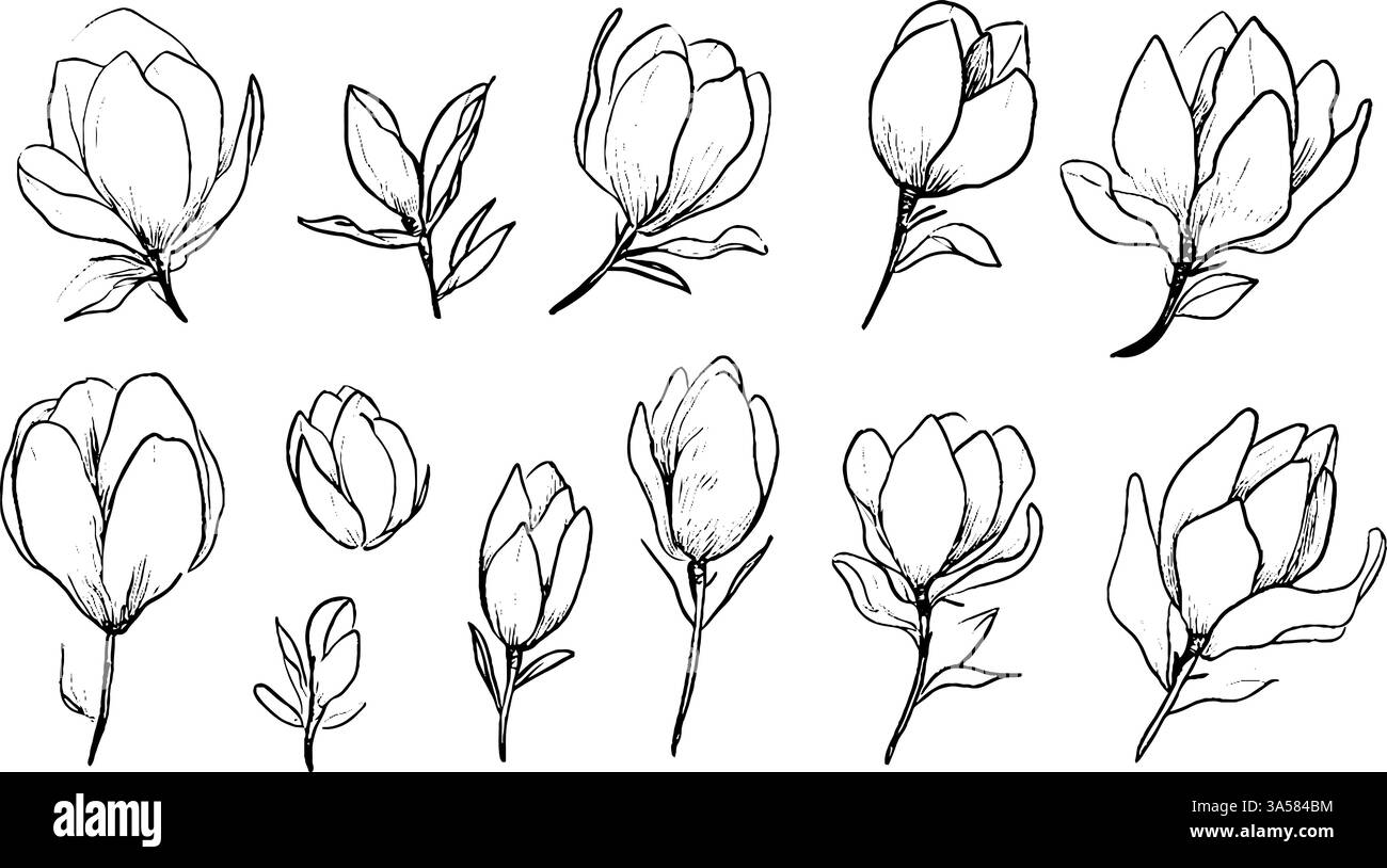 Eine Sammlung von handgezeichneten Magnolienblüten und Knospen in verschiedenen Blütestadien, die ihre zarten Blüten und Blätter zeigen. Stock Vektor