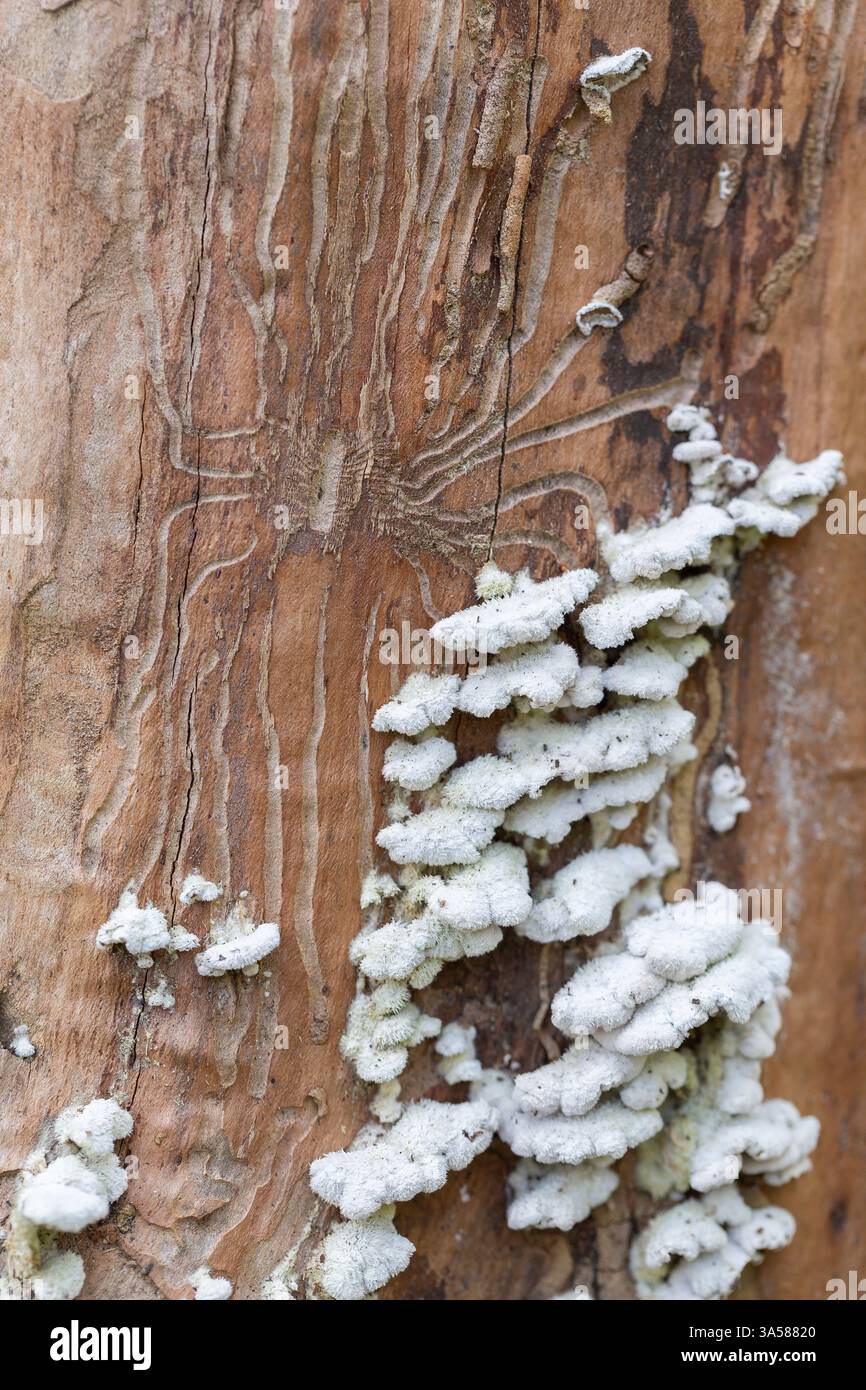 Schizophyllum Kommune auf einem Kofferraum. Larvengalerien und Pilze auf Holz. Nahaufnahme von Pilzen und Abdruck des Rindenkäfers unter einem Stück Rinde. Stockfoto