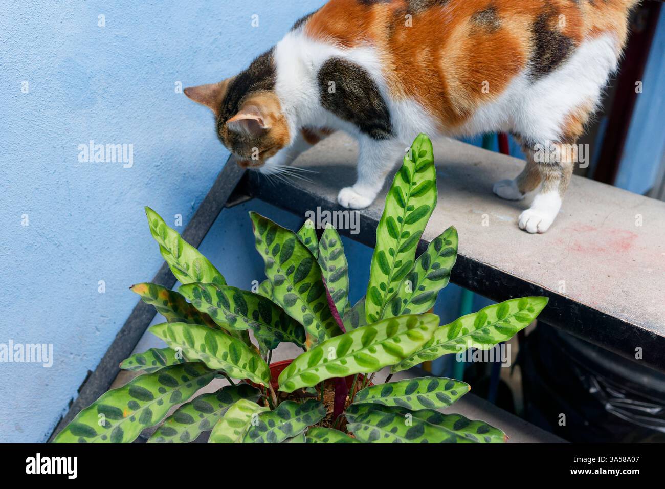 Kaliko katzen -Fotos und -Bildmaterial in hoher Auflsung  Alamy