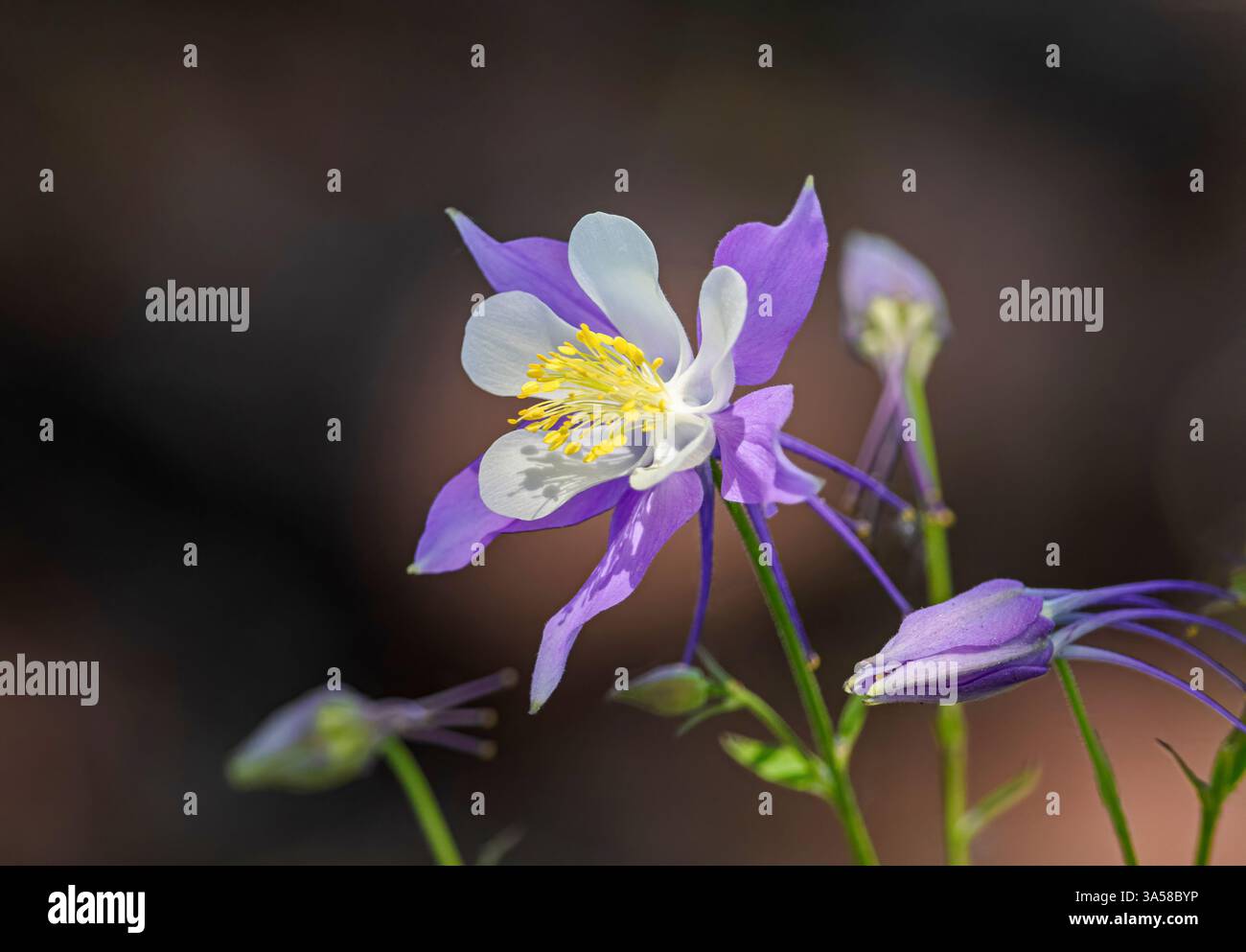 Eine wunderschöne Kolumbinenblume in voller Blüte, die das sanfte Licht der Sonne einfängt, mit Abkömmlingen, die sie in einem halbdunklen Hintergrund umkreist haben. Stockfoto