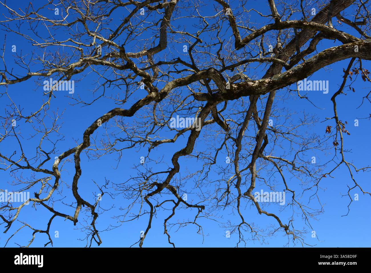 Winterbaumzweige gegen den Blauen Himmel Stockfoto