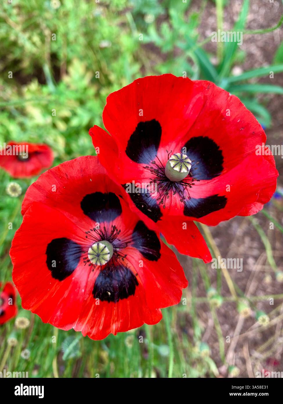 Zwei rote Mohnblumen - Smartphone-aufgenommenes Stockfoto