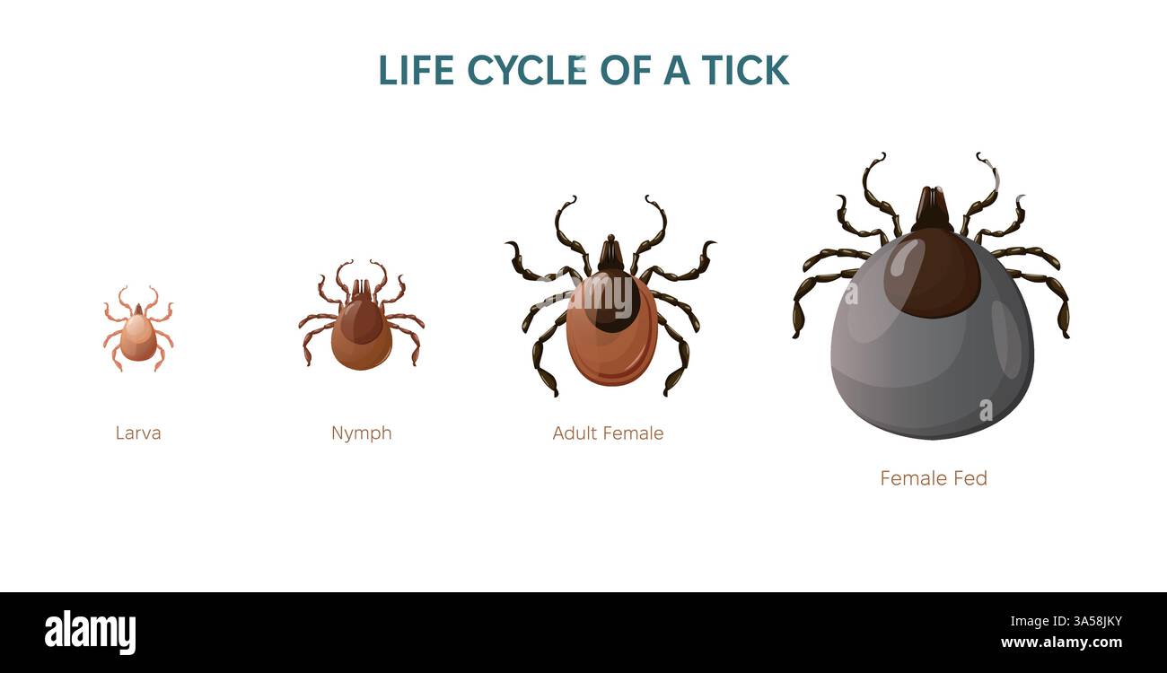 Illustration des Milbenvektors. Lebenszyklus von Tick Bug. Larve, Nymphe und erwachsenes Insekten. Erwachsene gefütterte Käfer. Stock Vektor