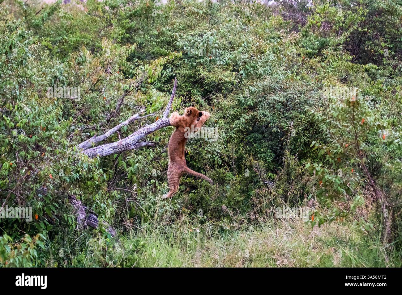 Verspieltes Löwenjunges hängt an einem Baumzweig und genießt seine Zeit im üppigen afrikanischen Wald Stockfoto