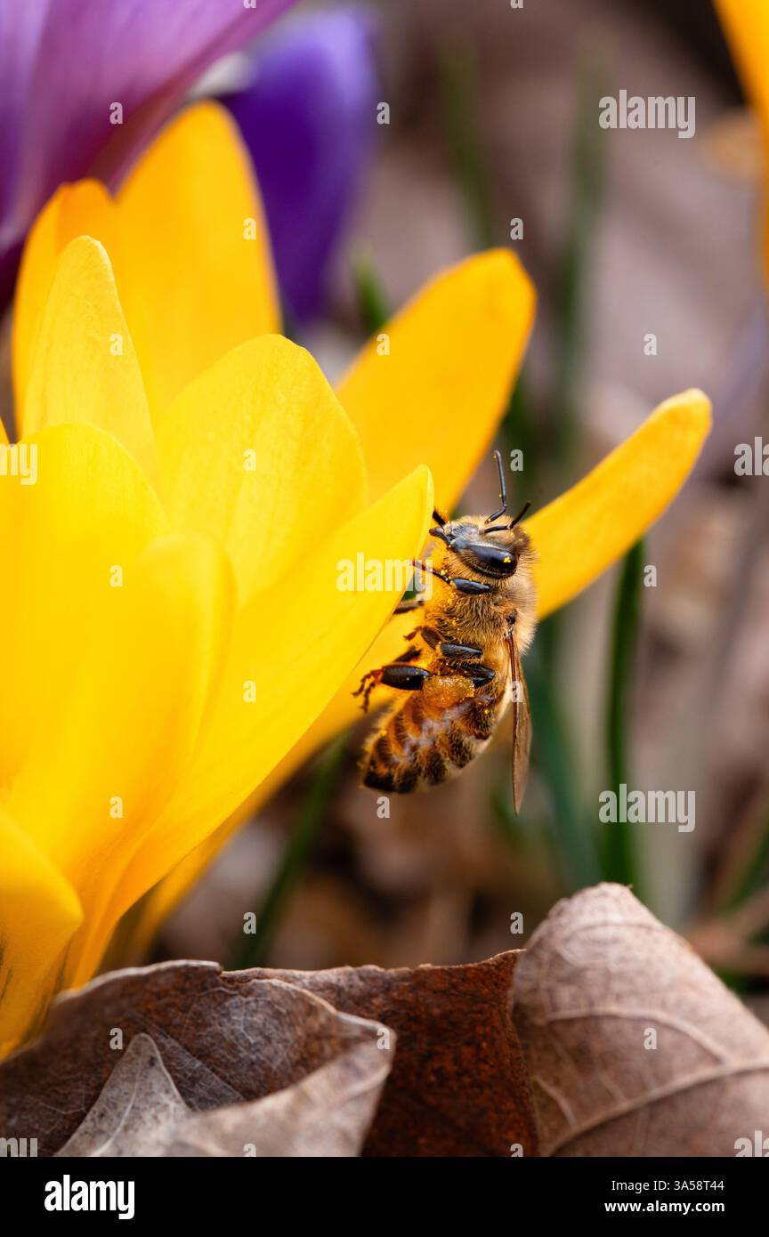 Honigbiene mit Pollen auf dem Blütenblatt eines gelben Krokus Stockfoto