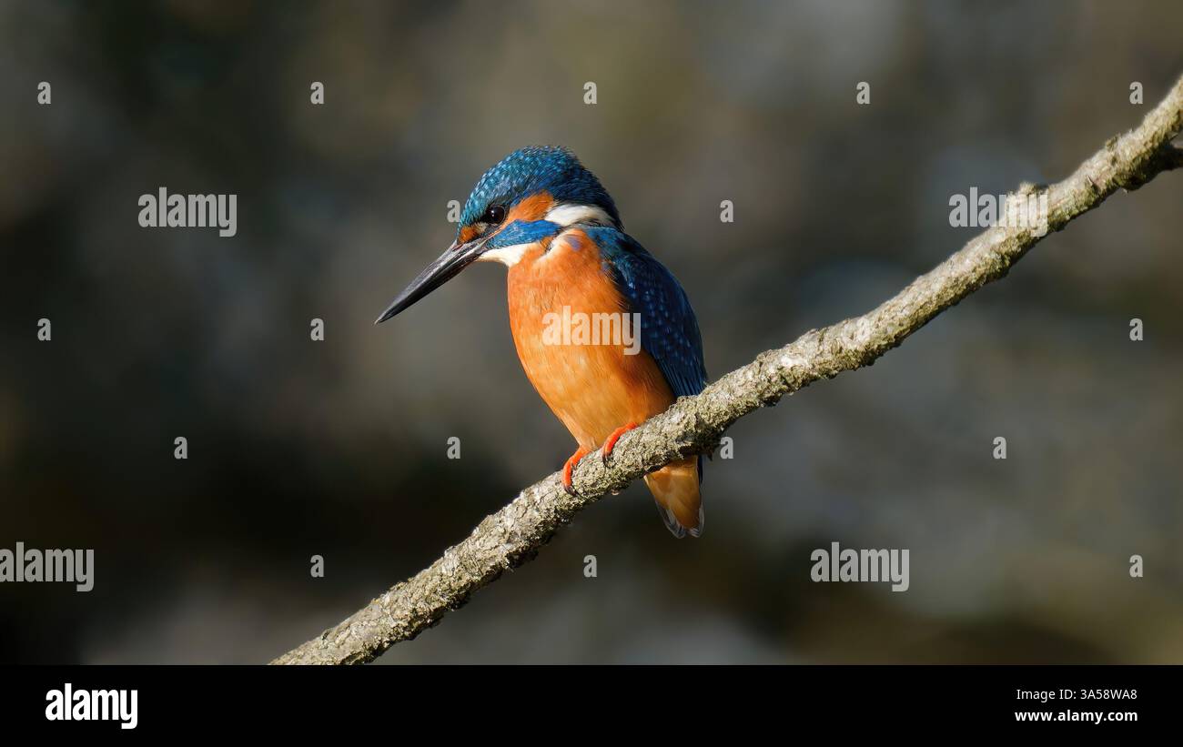 Martin-pecheur d'Europe - Alcedo atthis - gemeiner Eisvogel Stockfoto