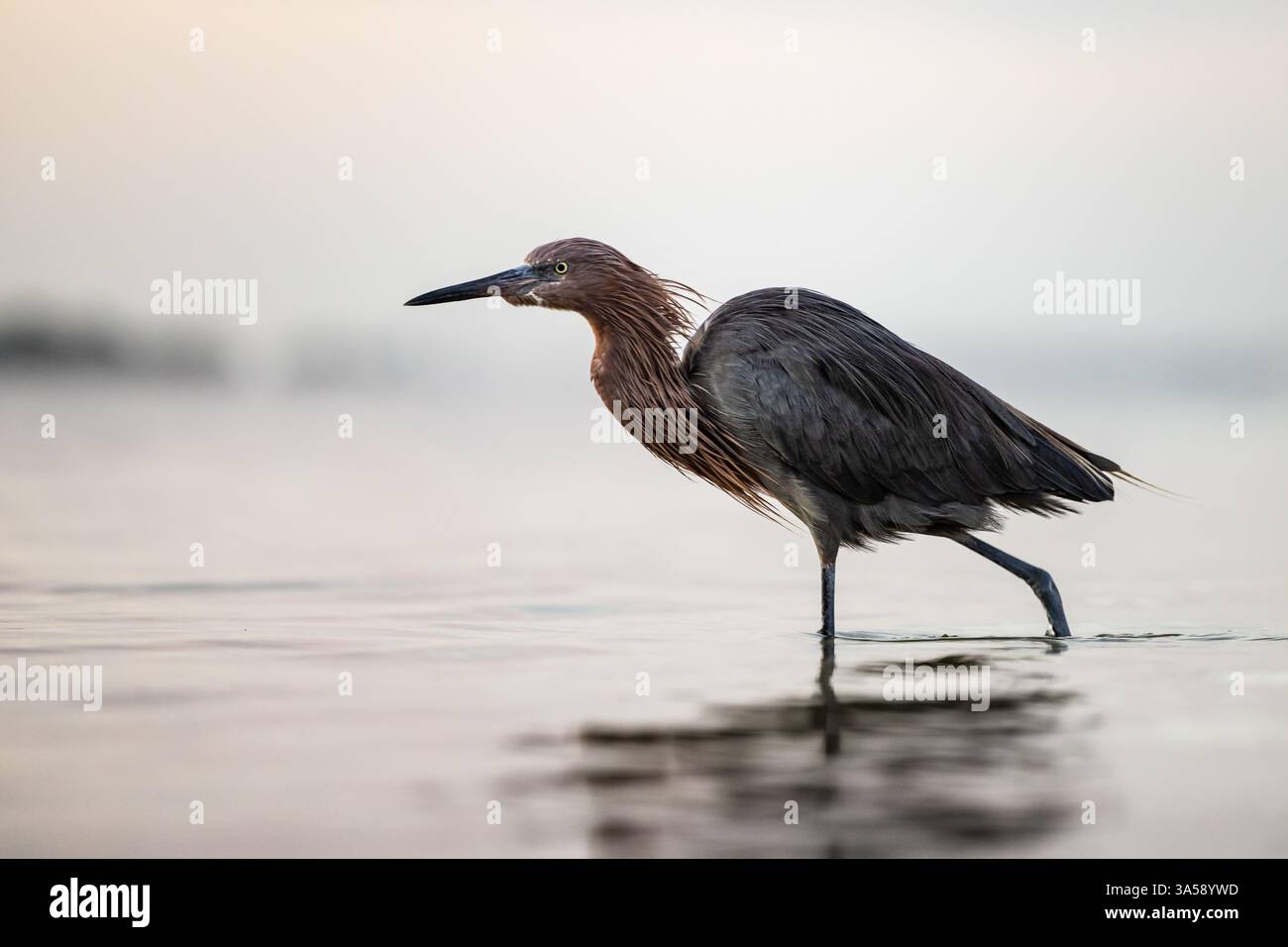 Little Blue Heron weht im flachen Wasser entlang der Küste im Honeymoon Island State Park, Dunedin, Florida. Stockfoto
