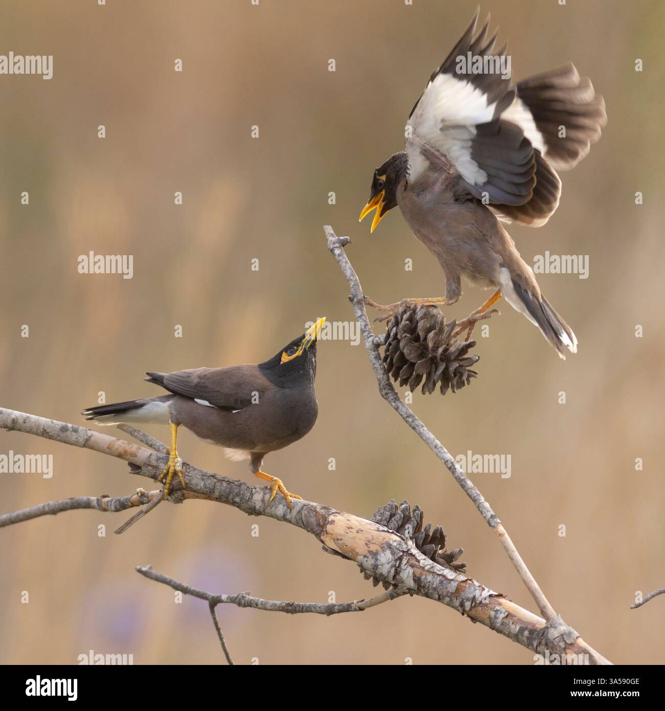 Gewöhnliche oder indische Myna (Acridotheres tristis). Dieser Vogel ist in Südasien von Afghanistan bis Sri Lanka beheimatet. Sie wurde in vielen anderen Teilen der Welt eingeführt und ihr Verbreitungsgebiet nimmt so zu, dass die Species Survival Commission (IUCN) sie 2000 zu den 100 weltweit am schlimmsten invasiven Arten erklärte. Es ist einer von nur drei Vögeln auf dieser Liste. Sie stellt eine ernste Bedrohung für die Ökosysteme dar, wo sie eingeführt wurden. Fotografiert in Israel im Juni. Stockfoto