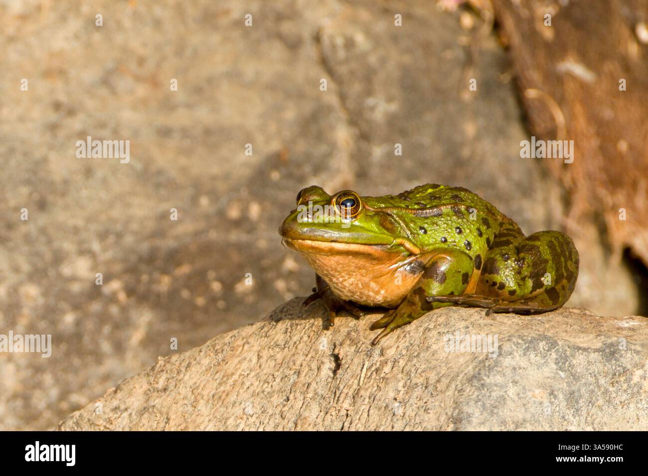 Der Wasserfrosch (Pelophylax bedriagae), der früher zur Gattung Rana gehört, ist eine südeuropäische Froschart. Sie sind grün bis braun mit dunklen Flecken auf der Rückseite. Sie leben die meiste Zeit im Wasser. Sie sind nicht giftig und ziemlich groß, besonders die Weibchen. Fotografiert in Israel. Stockfoto