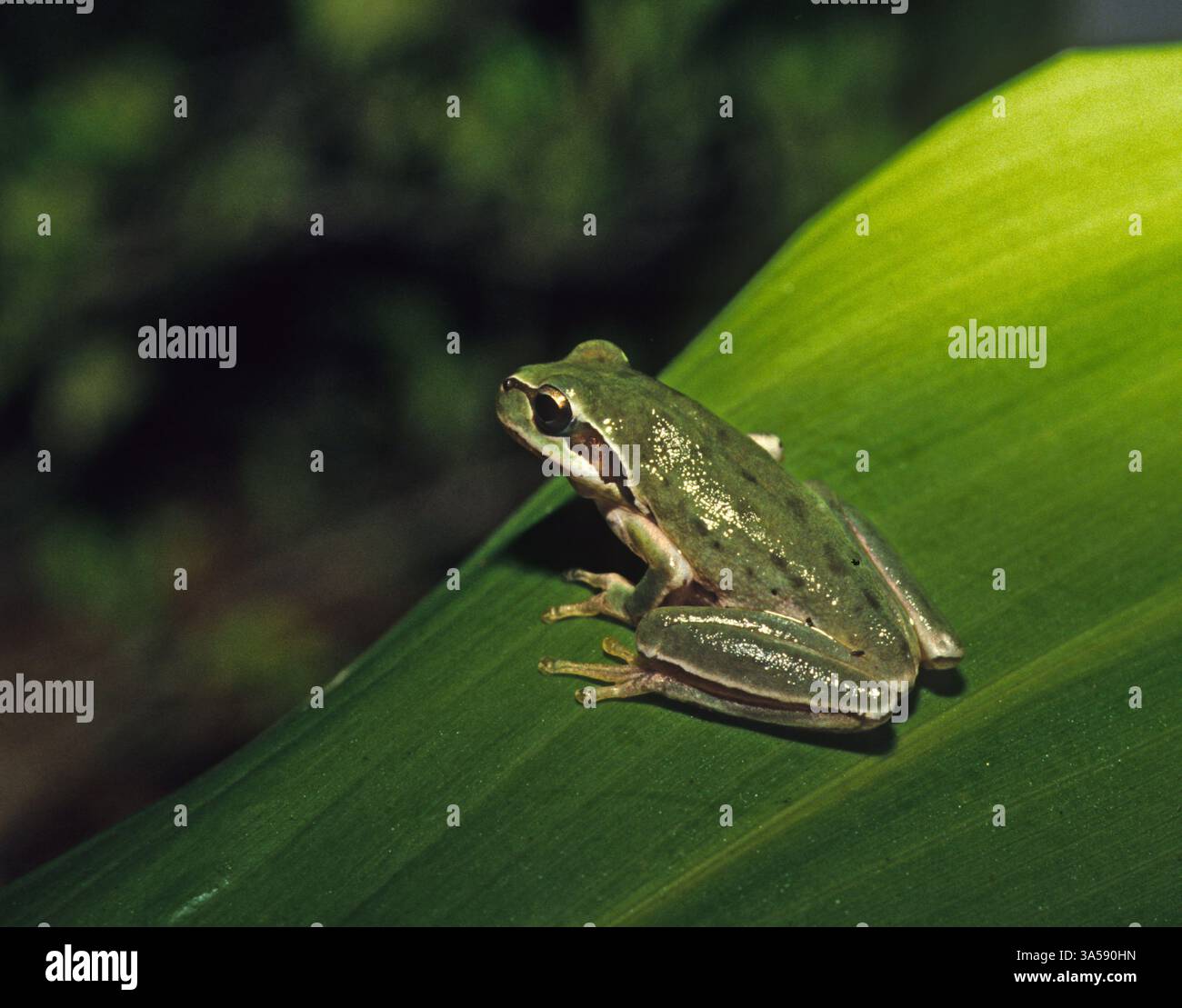 Baumfrosch aus dem Nahen Osten (Hyla savignyi) auf einem Blatt in einem Teich. Dieser Frosch ist auch bekannt als Savigny's Treefrog, Zitronengelber Baumfrosch und Nahost-Baumfrosch. Sie ist endemisch im Nahen Osten, wo sie zu einer vom Aussterben bedrohten Art erklärt wurde. Fotografiert in Israel im April. Stockfoto
