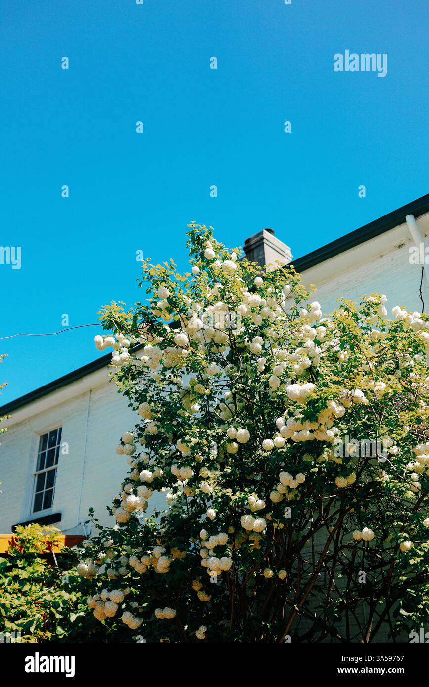 Schneebedeckte Hortensien blühen an einem unberührten weißen Gebäude unter einem kristallblauen Himmel, eingerahmt von heiterer Einfachheit und scharfen Details. 🌸📸 Stockfoto