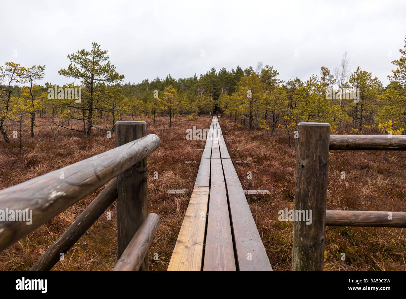 Eine hölzerne Promenade mit Geländern, die sich durch einen sumpfigen Bereich mit Nadelbäumen schlängelt. Stockfoto