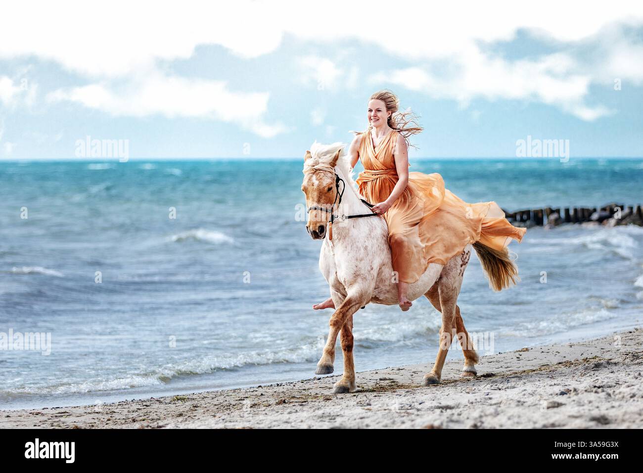Deutsche Riding Pony Stockfoto