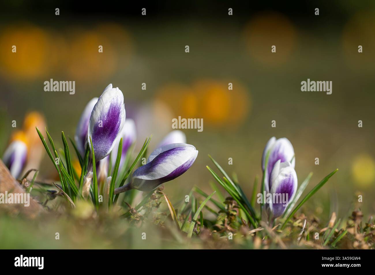 Crocus Chrysanthus Prins Claus. Weißer und violetter Krokus, der im Park angebaut wird. Schnee-Krokusblumen, abstrakter floraler Hintergrund. Stockfoto