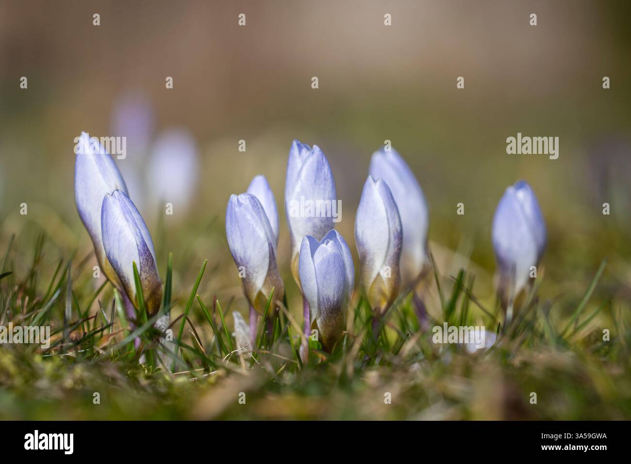 Crocus chrysanthus Blue Pearl Birnen. Der Schnee-Krokus oder der goldene Krokus. Crocus blüht im Frühling auf einer Wiese. Stockfoto