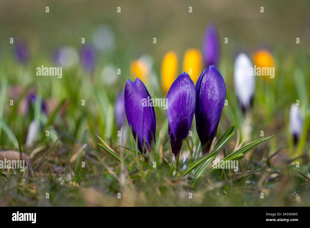 Crocus vernus - grandiflora „Flower Record“. Samtig lila geschlossene Krokusblüten im Frühling auf einer Wiese. Abstrakter floraler Hintergrund. Stockfoto