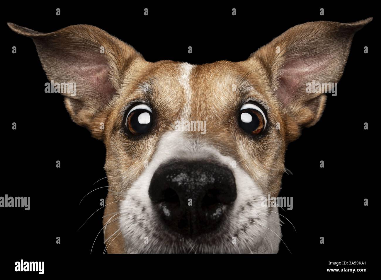 Jack-Russell-Terrier-Mongrel-Hundeporträt Stockfoto