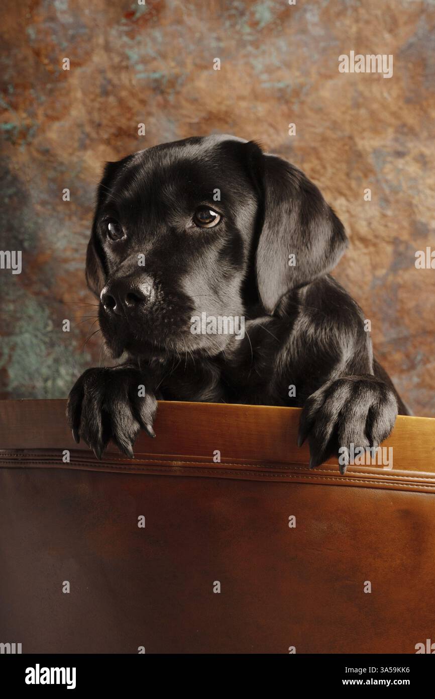 schwarzer Labrador Stockfoto