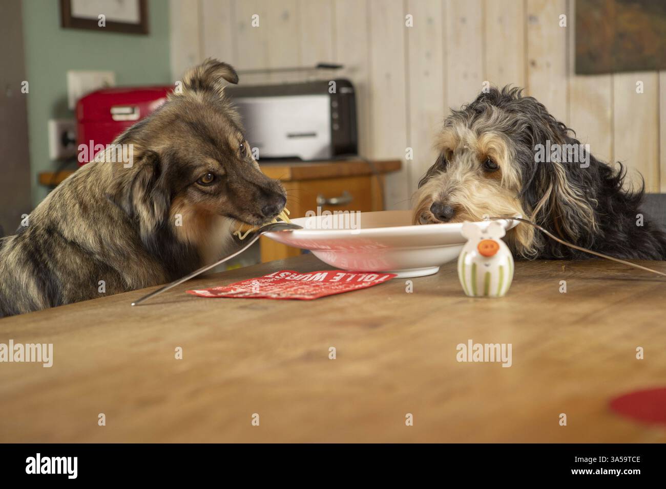 Hunde essen Spaghetti Stockfoto