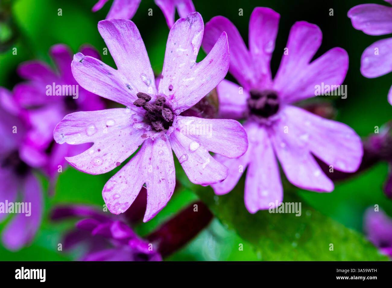 Detailansicht der roten Kampfflümchen (Silene dioica), die in einem Cluster in der North Devon Meadow wachsen. Stockfoto Detailansicht der roten Kampfflümchen (Silene dioica), die in einem Cluster in der North Devon Meadow wachsen. Stockfoto