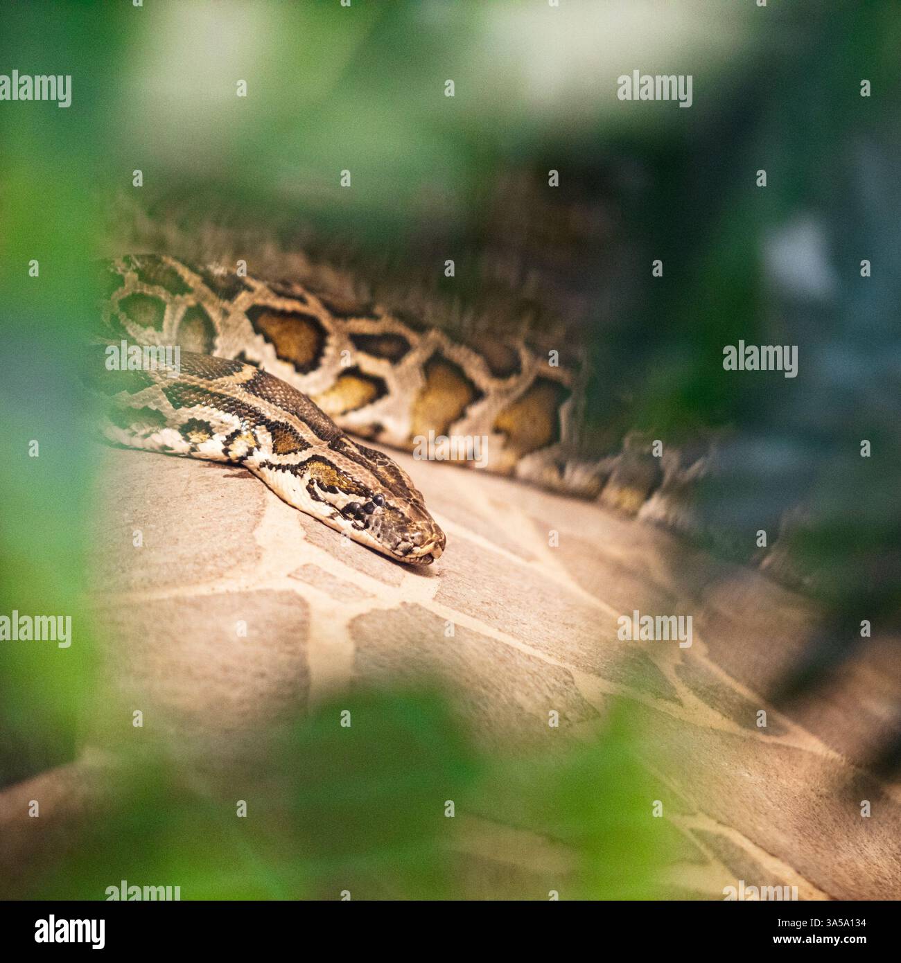 Nahaufnahme des burmesischen Pythons (Python molurus bivittatus) Stockfoto