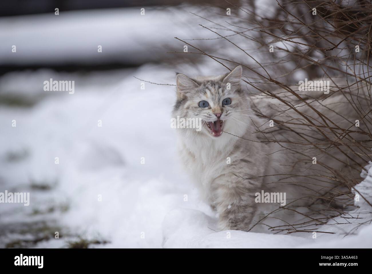 Ragdoll im Schnee Stockfoto