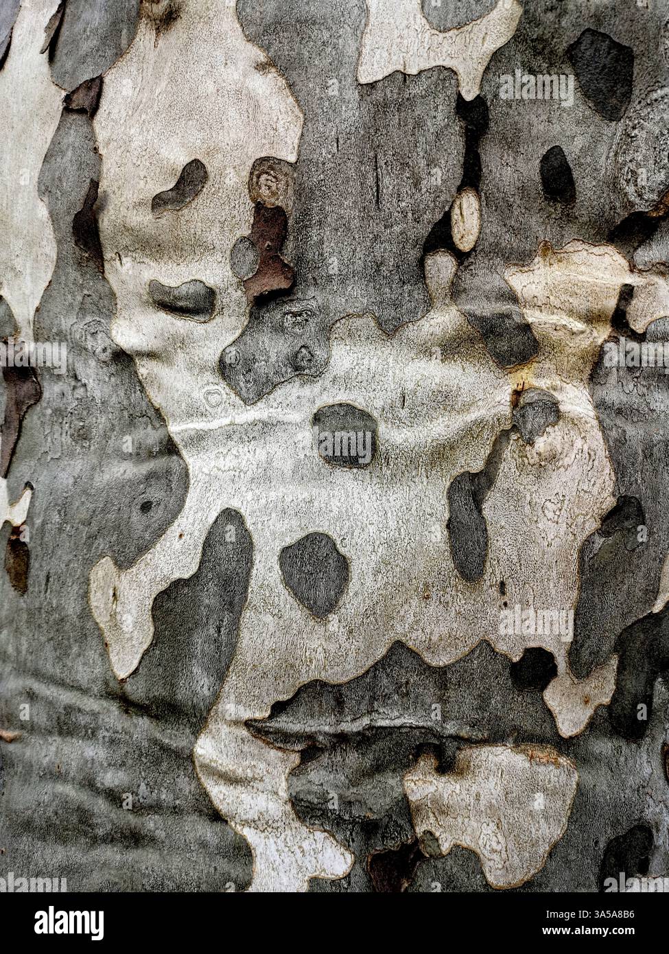 Komplexe Rindenschichten zeigen eine Vielzahl von Farben und Texturen auf einem Baumstamm und zeigen die Kunstfertigkeit der Natur bei hellem Tageslicht in einer ruhigen Atmosphäre Stockfoto