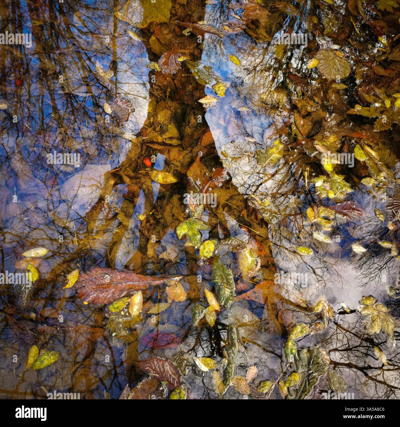 Farbenfrohe Herbstblätter schweben auf der Oberfläche eines ruhigen Teichs, mit Bäumen und Wolken, die sich im Wasser spiegeln, und schaffen eine friedliche Naturkulisse Stockfoto