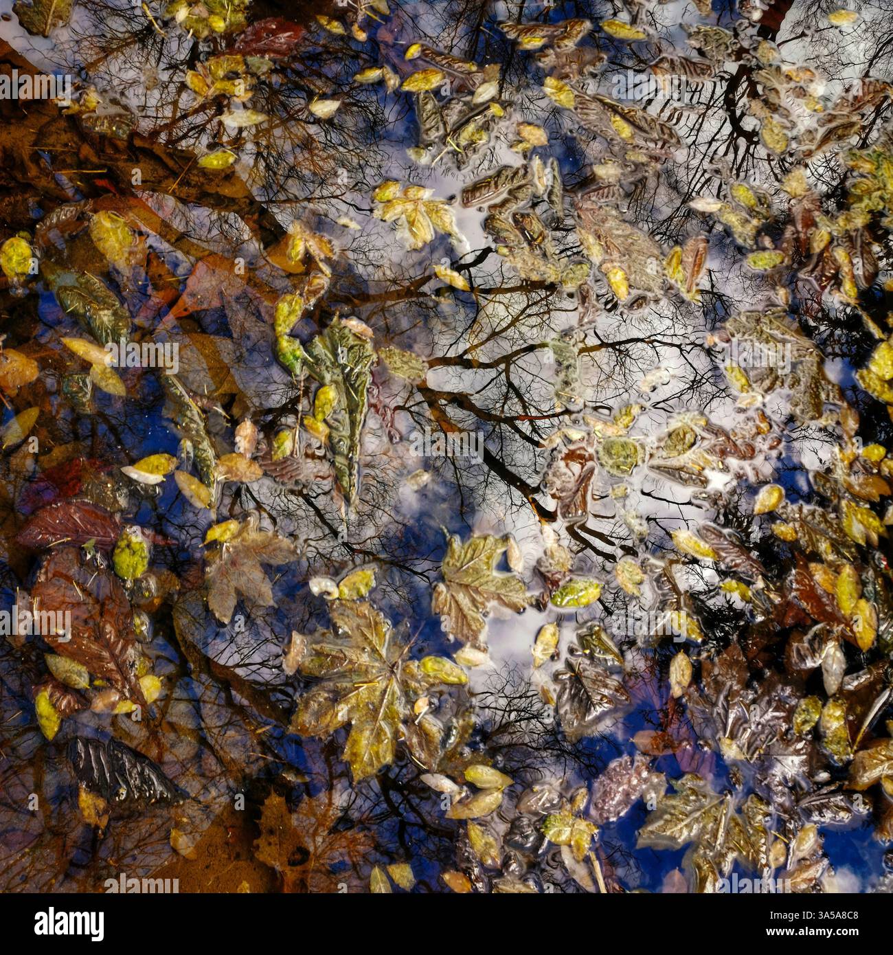 Farbenfrohe Herbstblätter schweben auf der Oberfläche eines ruhigen Teichs, mit Bäumen und Wolken, die sich im Wasser spiegeln, und schaffen eine friedliche Naturkulisse Stockfoto