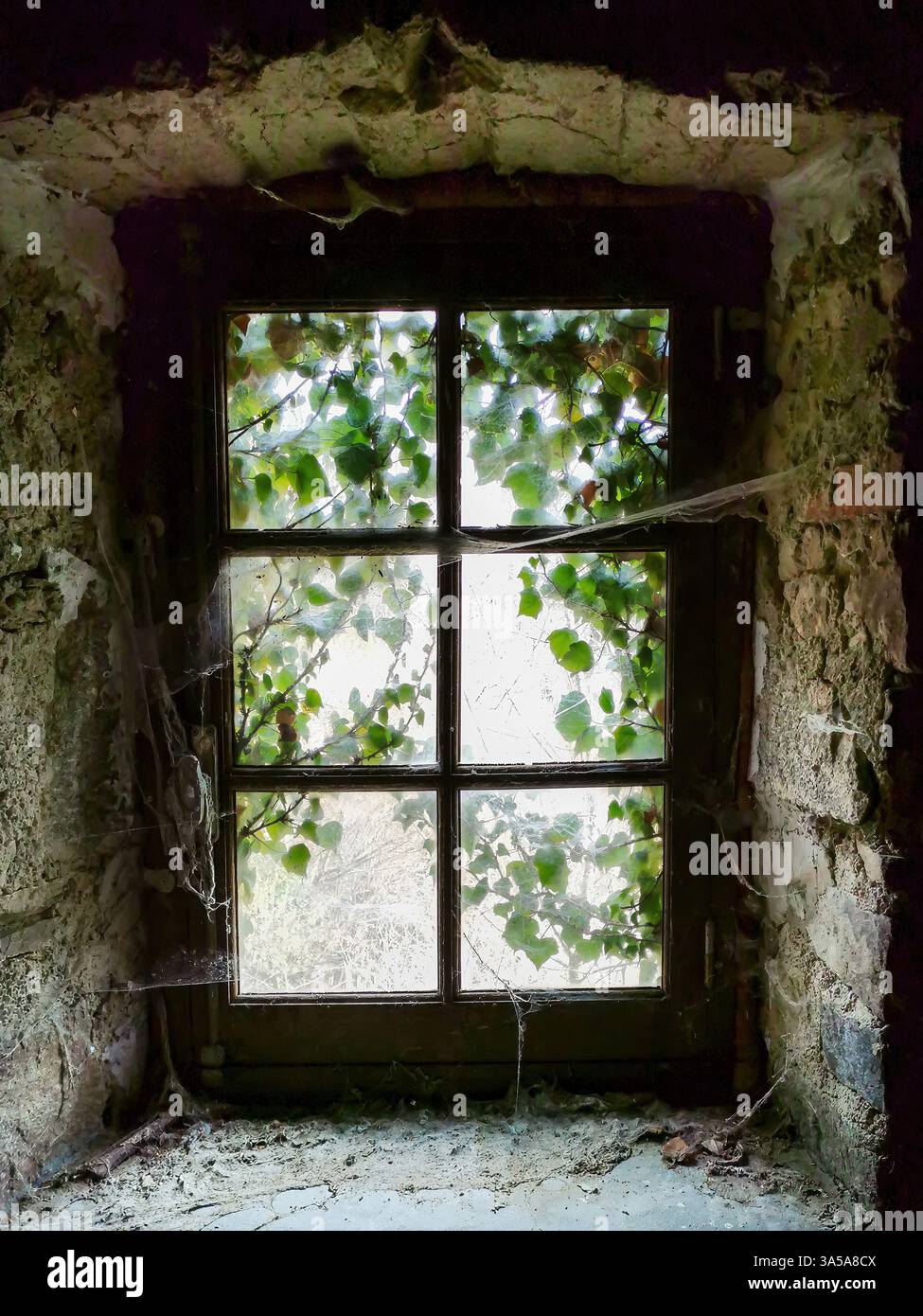 Blick auf das helle Laub durch ein schmutziges Fenster in einem alten Steinhaus tagsüber - Smartphone-aufgenommenes Stockfoto