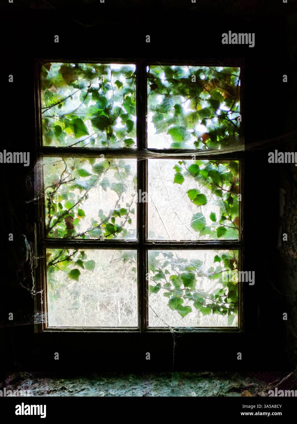 Blick auf das helle Laub durch ein schmutziges Fenster in einem alten Steinhaus tagsüber - Smartphone-aufgenommenes Stockfoto