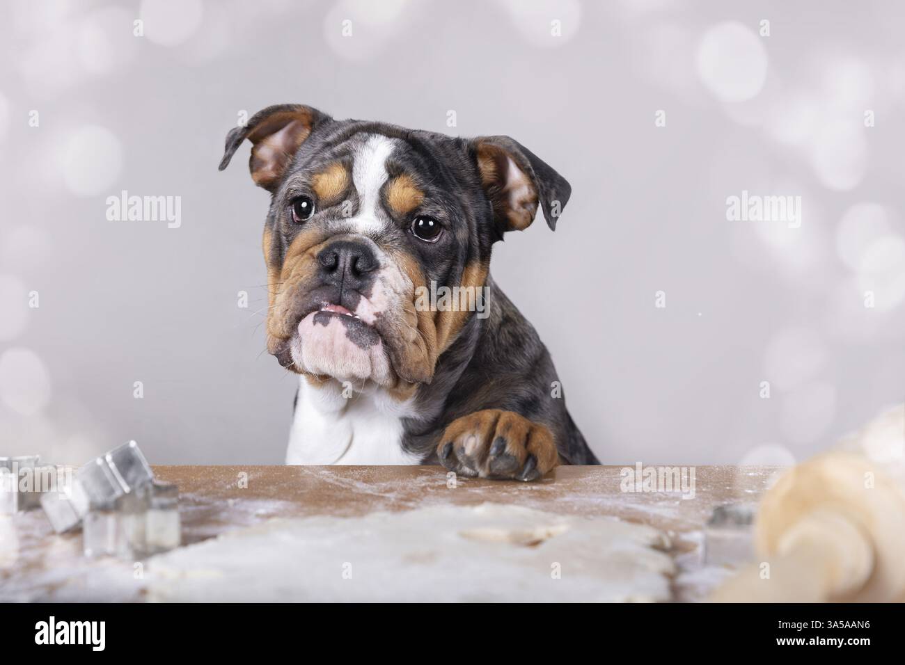 junge amerikanische Bulldogge Stockfoto