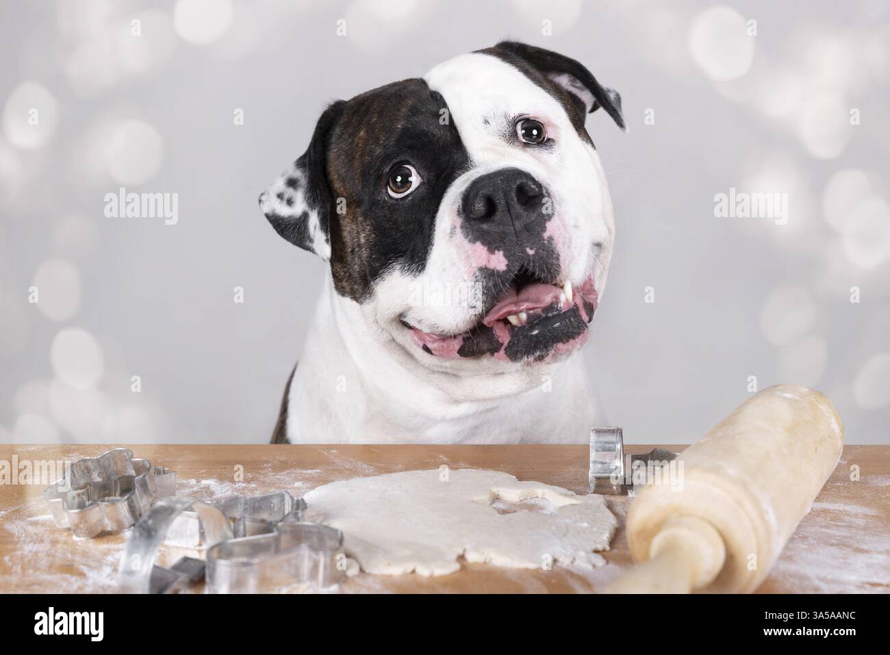 Männlicher amerikanischer Bulldog Stockfoto