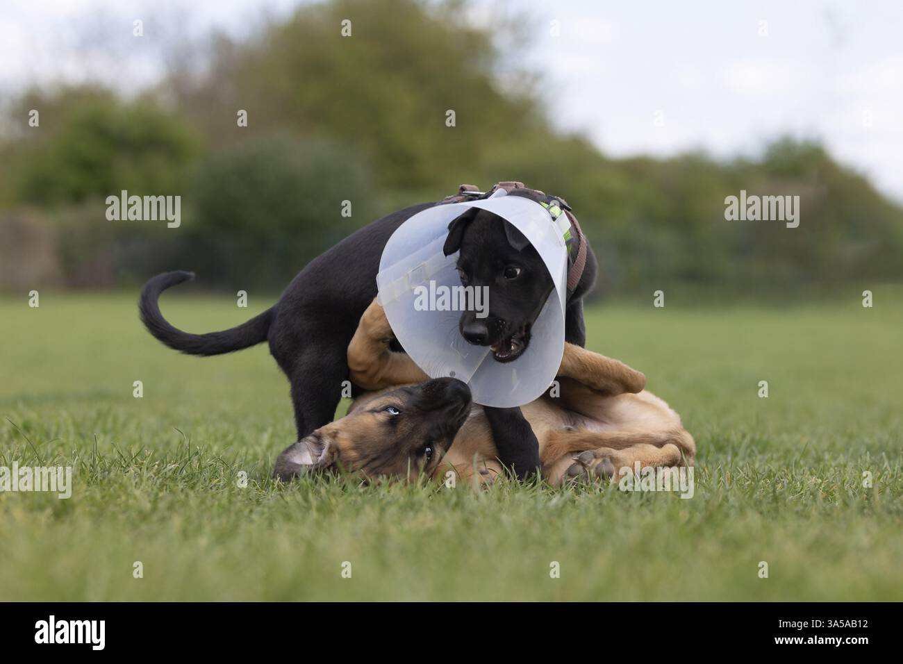 Windhund-Mongrel Stockfoto