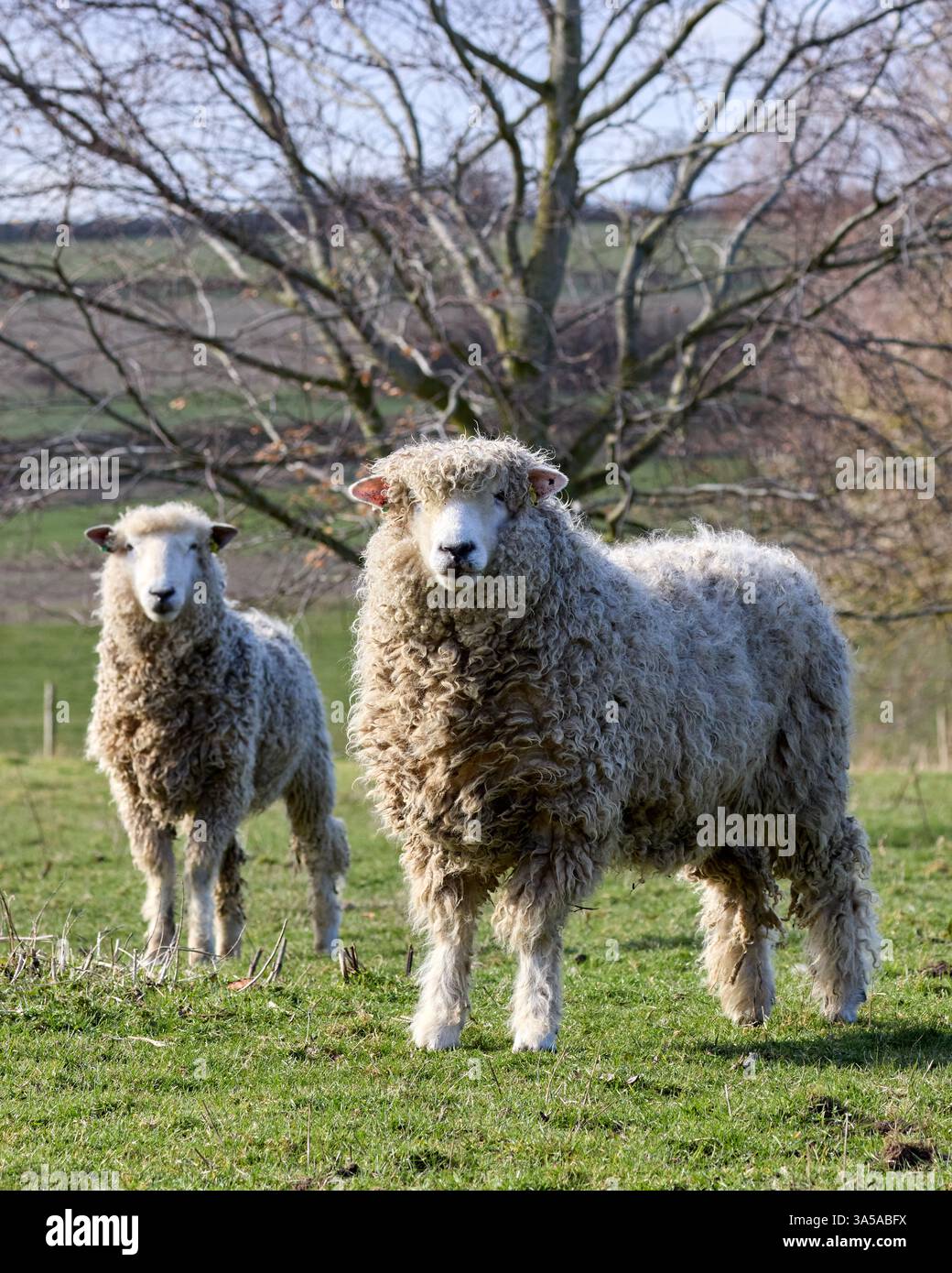 Das Lincoln Longwool-Schaf ist eine große Rasse mit doppeltem Verwendungszweck, die für sein langes, glänzendes Fleece und seinen robusten Rahmen bekannt ist. Sie stammt aus England und ist einer von t Stockfoto