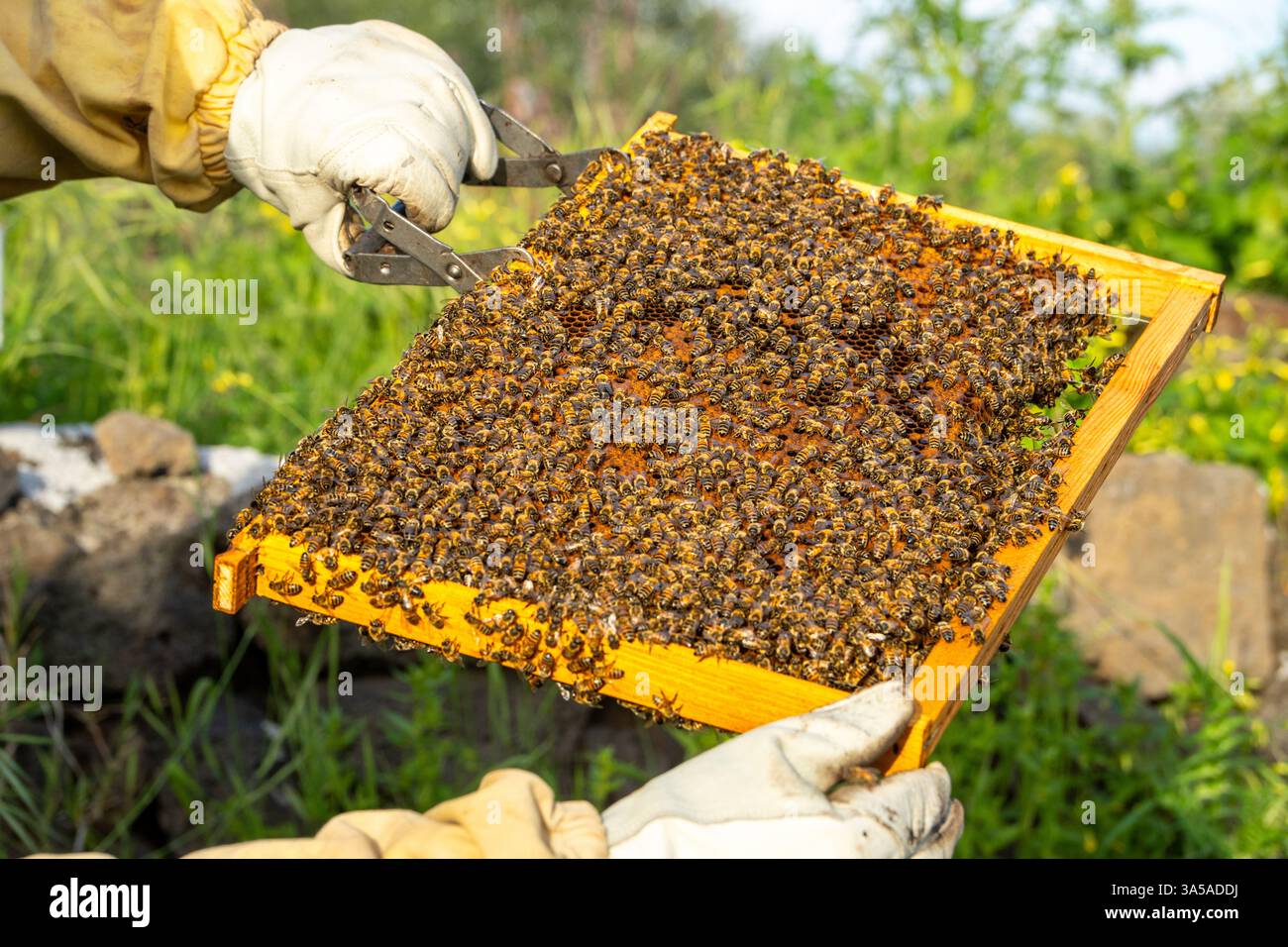 Detaillierte Nahaufnahme von Honigbienen, die sich während der Bienenbestandskontrolle bei natürlichem Tageslicht auf dem Kamm ansammeln, zeigt Insektenverhalten und Koloniendynamik. Stockfoto