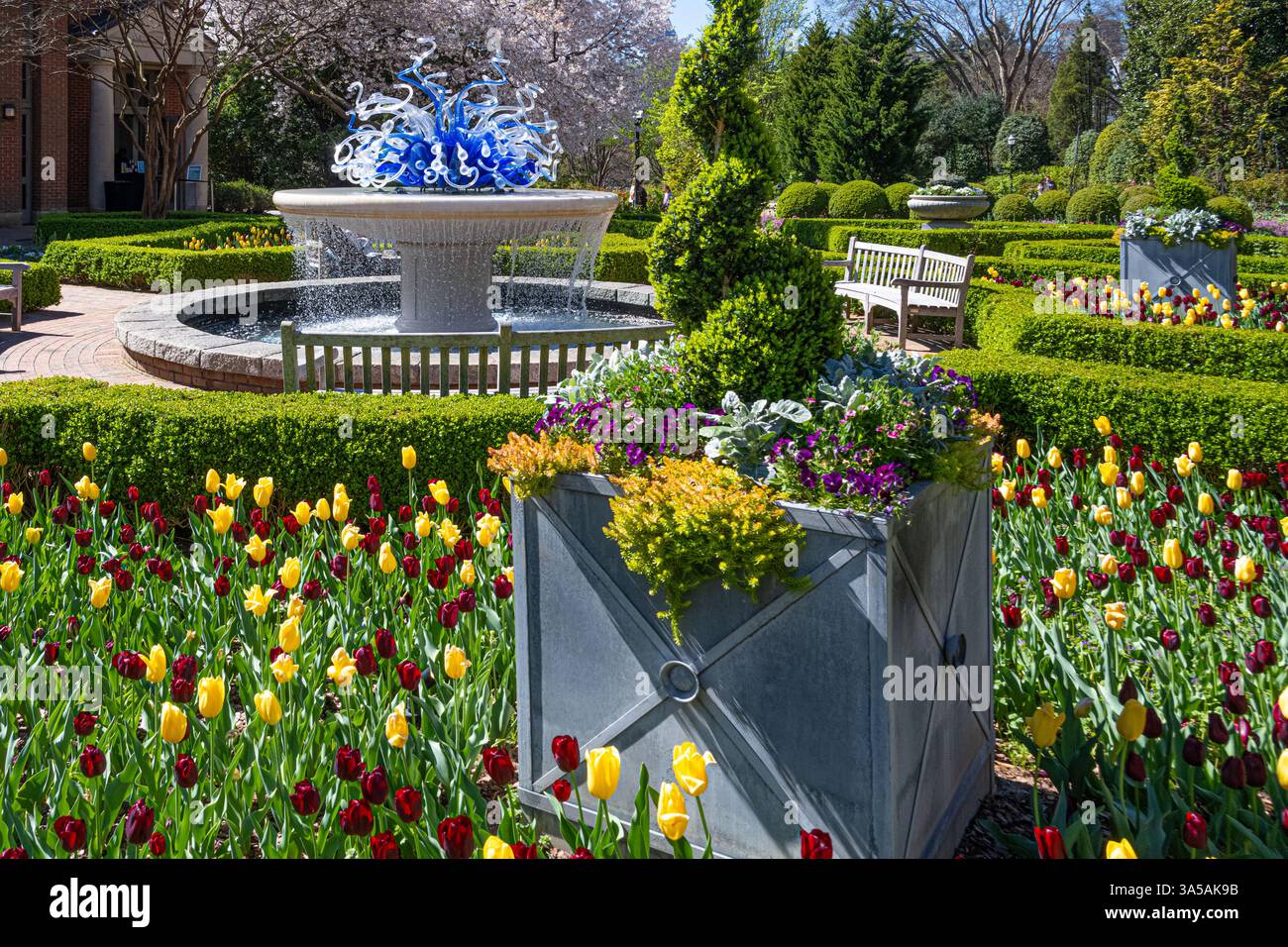 Atlanta blüht im Frühling im Atlanta Botanical Garden in Atlanta, Georgia. (USA) Stockfoto